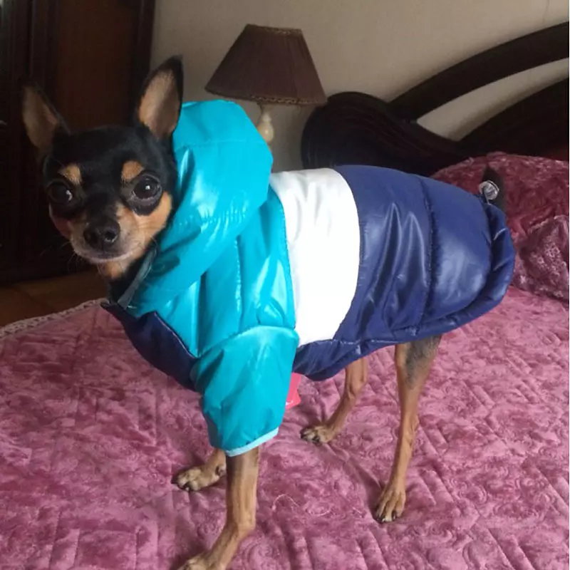 come4buy.com Pet Chihuahua French Bulldog Clothing